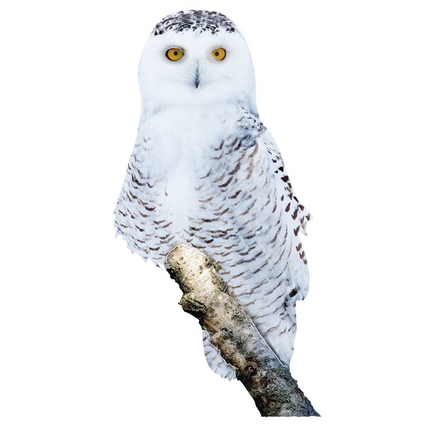 Next Innovations Snowy Owl Wall Art 101410140SNOWY Zoro